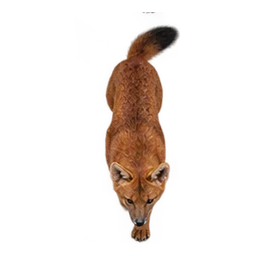 Dhole / Wild Dog: illustrative articulated motion cycle