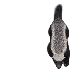 Ratel / Honey Badger: illustrative articulated motion cycle