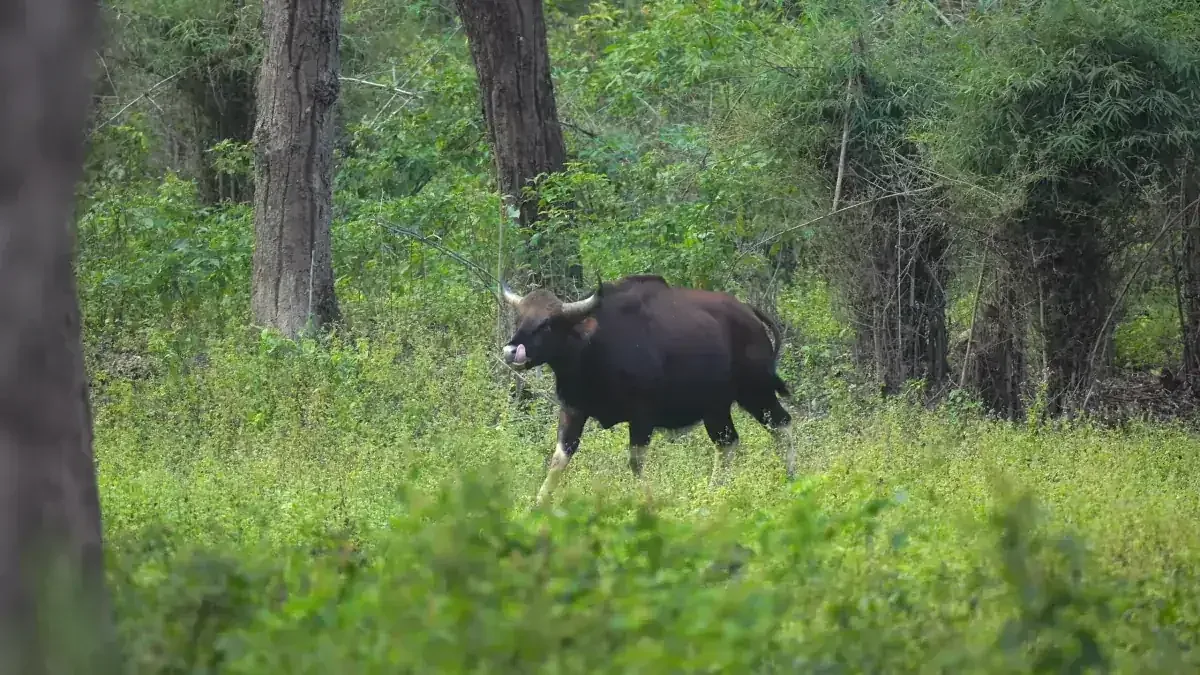 Gaur in the green forest of Kanha