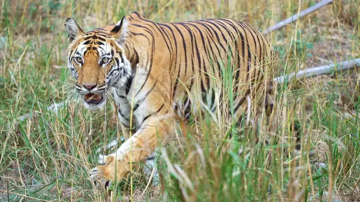 Tiger in the tall grass of Kanha