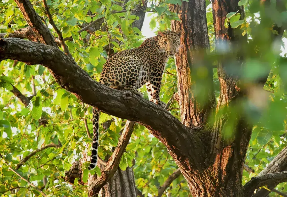 Leopard on a tree branch