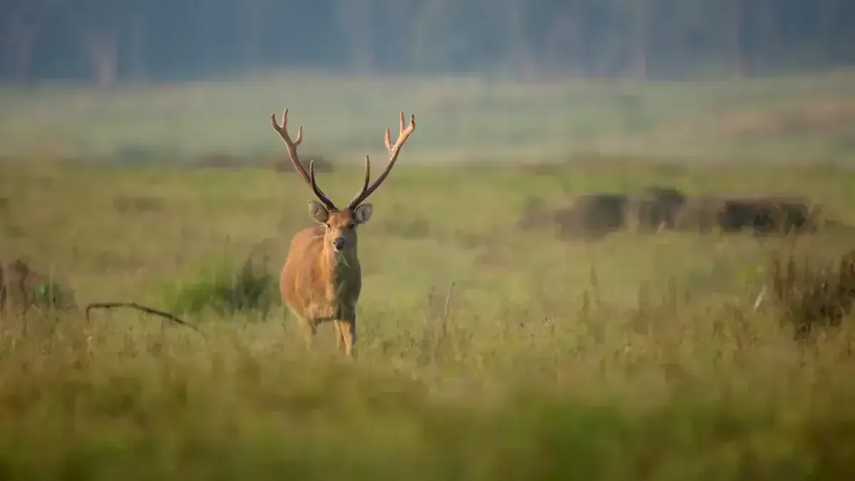 Stag in a misty forest meadow