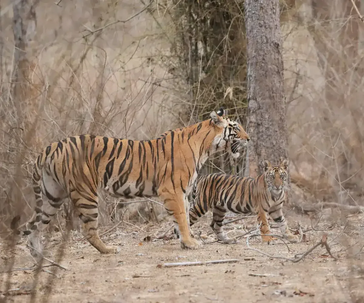 Tigress with her cub in a dry forest