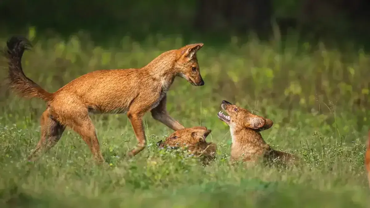 Indian wild dogs at play