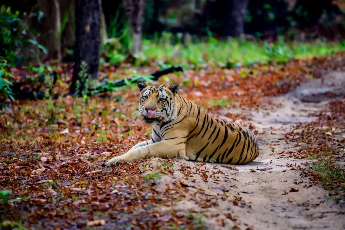 Pench National Park, Madhya Pradesh