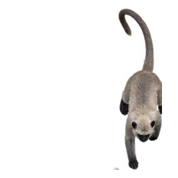 Photorealistic grey langur with a long curved tail