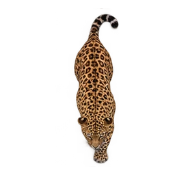 A walking Indian leopard with articulated leg movement