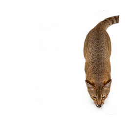 Jungle Cat: illustrative articulated motion cycle