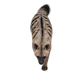 Striped Hyena: illustrative articulated motion cycle