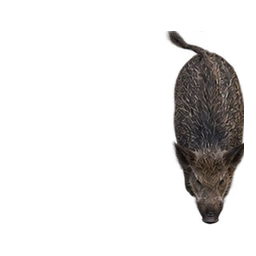 A wild boar walking across the forest track