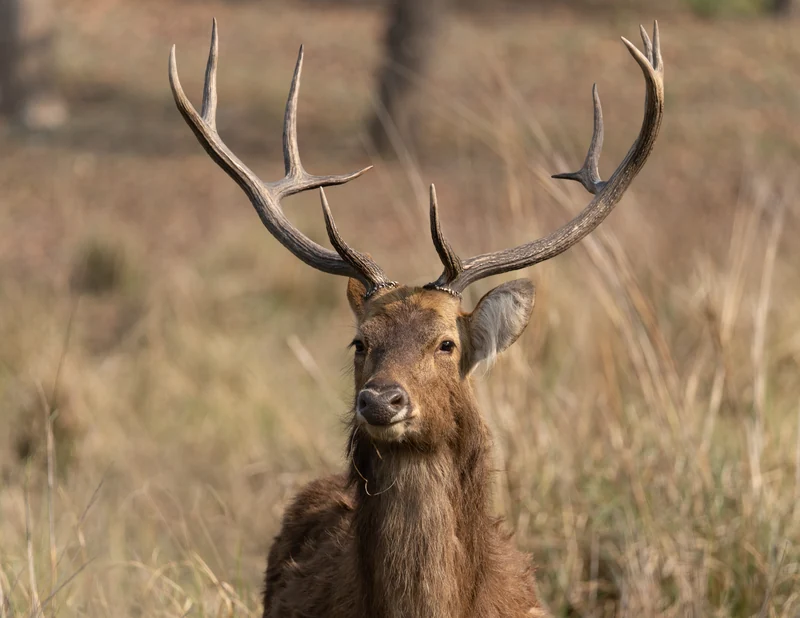 Male hard-ground barasingha with branched antlers in Kanha