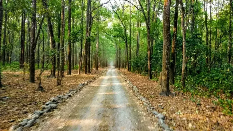 A sal-forest safari road published on Banjari’s Kanha page