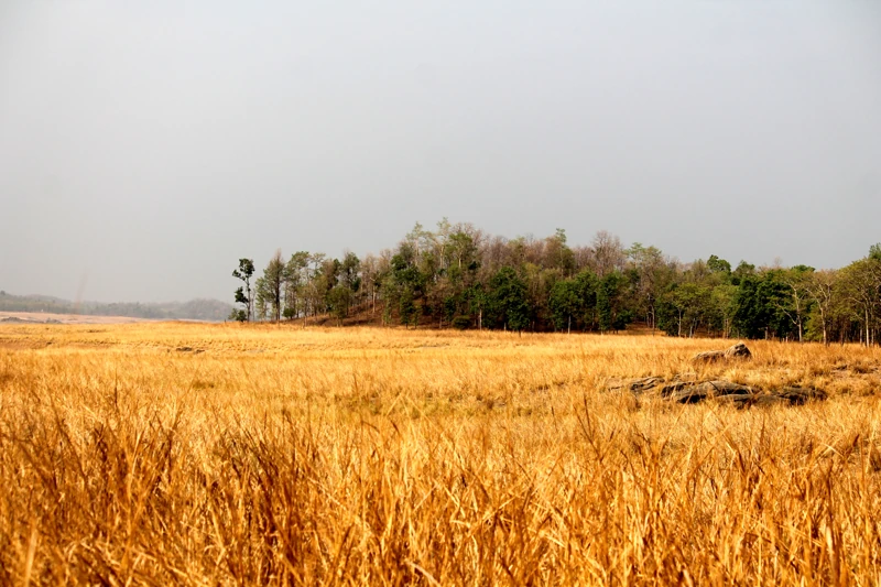 Open Kanha grassland photographed by Minku2016