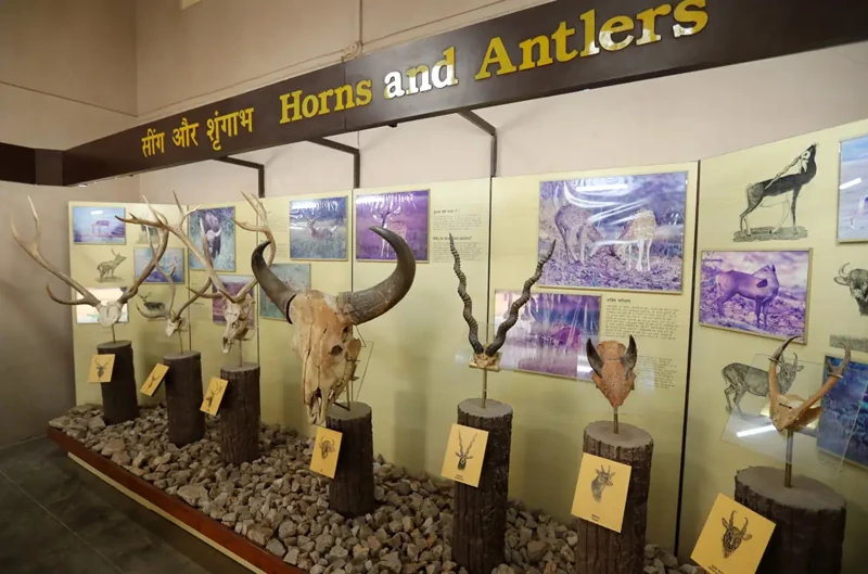 Natural-history displays inside Kanha Museum