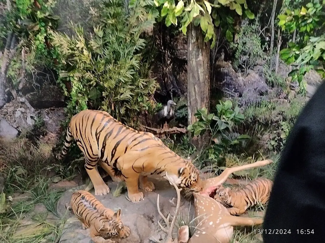 Wildlife diorama inside Bison Lodge Museum, Pachmarhi; these are museum exhibits, not live animals.