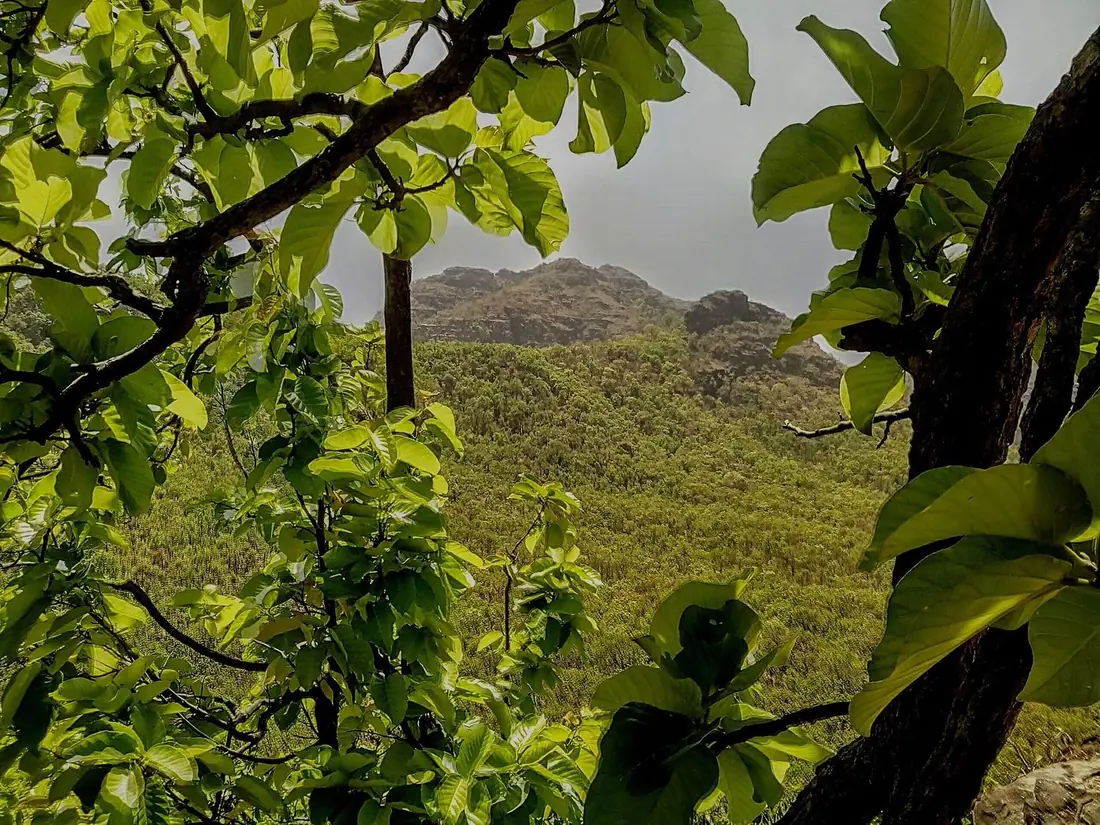 View through foliage from Priyadarshini Point in Pachmarhi.