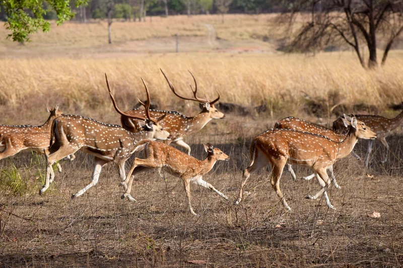Pench chital habitat; not a verified photograph of Alikatta