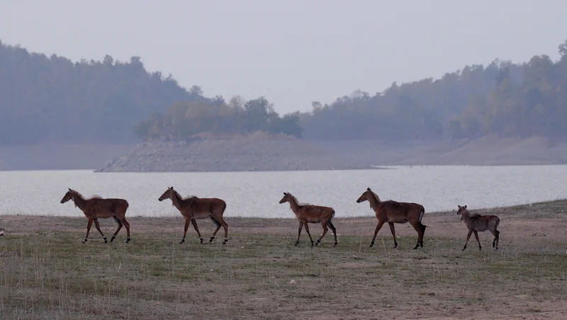 Sillari, Pench, as identified by the photographer