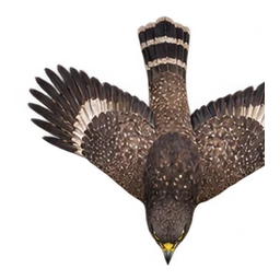 A crested serpent eagle flapping its wings above the forest
