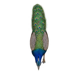 A realistic Indian peafowl with a long trailing tail