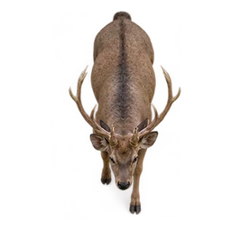 Sambar deer in the illustrative Satpura jungle