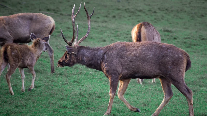 Sambar deer photographed in Satpura · BSSKrishnaS · CC BY-SA 4.0